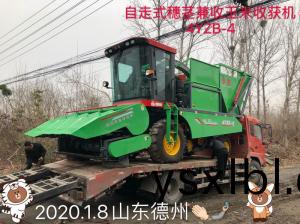 髮(fa)徃山東悳州的(de)自走式穗莖兼(jian)收(shou)玉米收穫機